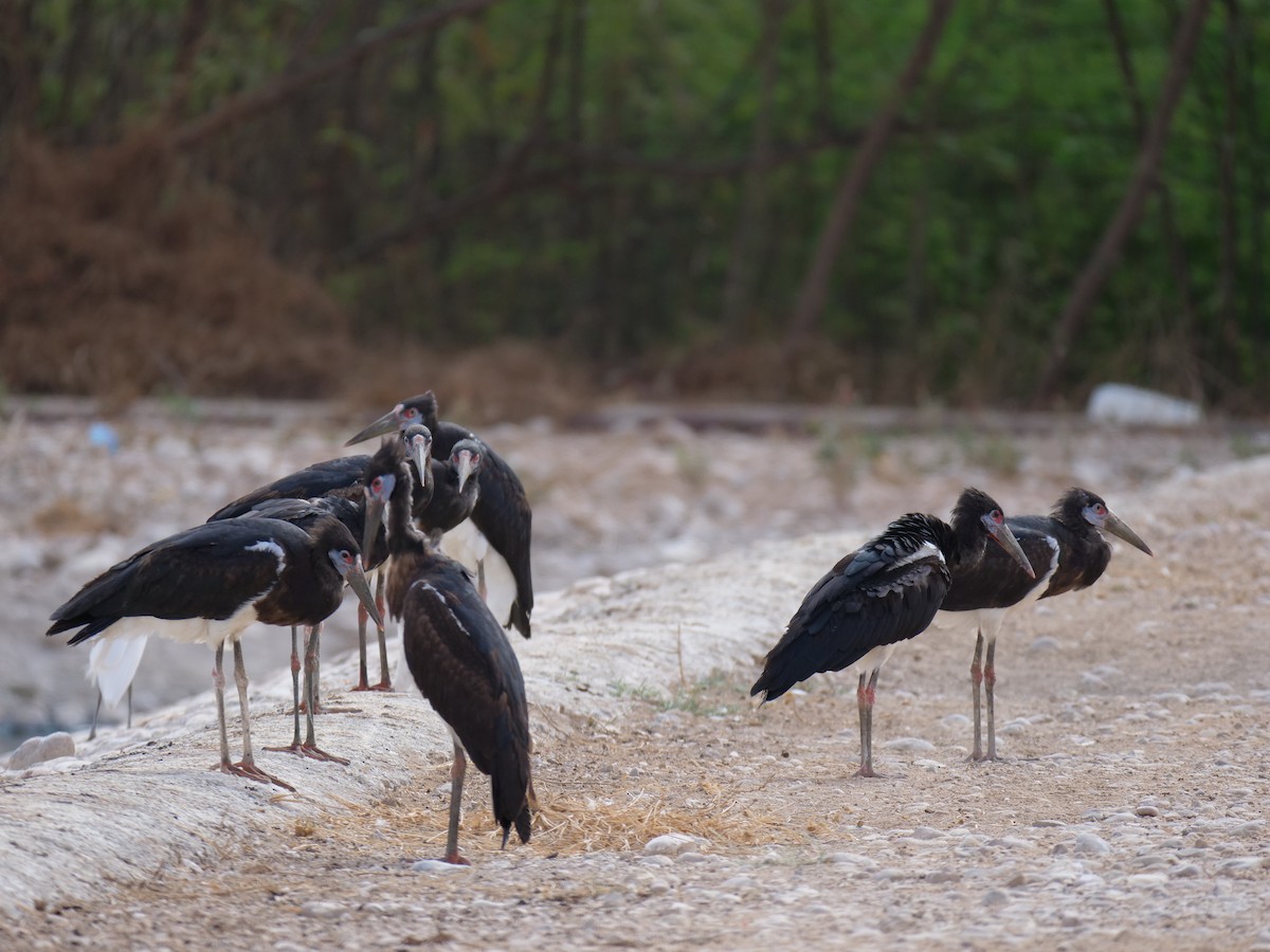 Abdim's Stork - Helmut Schumann & Ingrid Grunwald