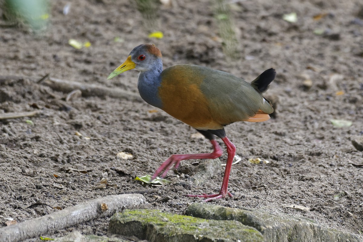 Russet-naped Wood-Rail - ML146655321