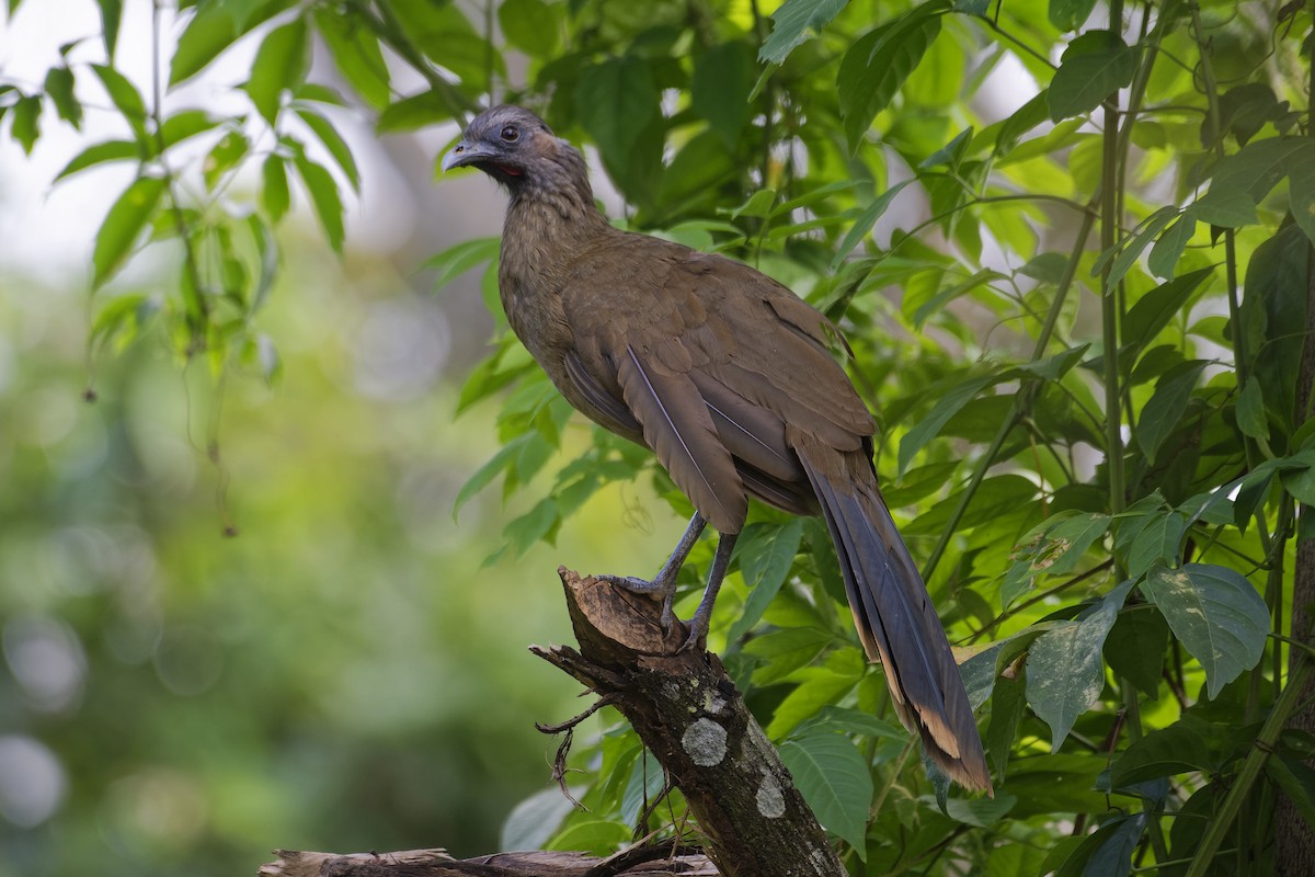 Plain Chachalaca - ML146655441