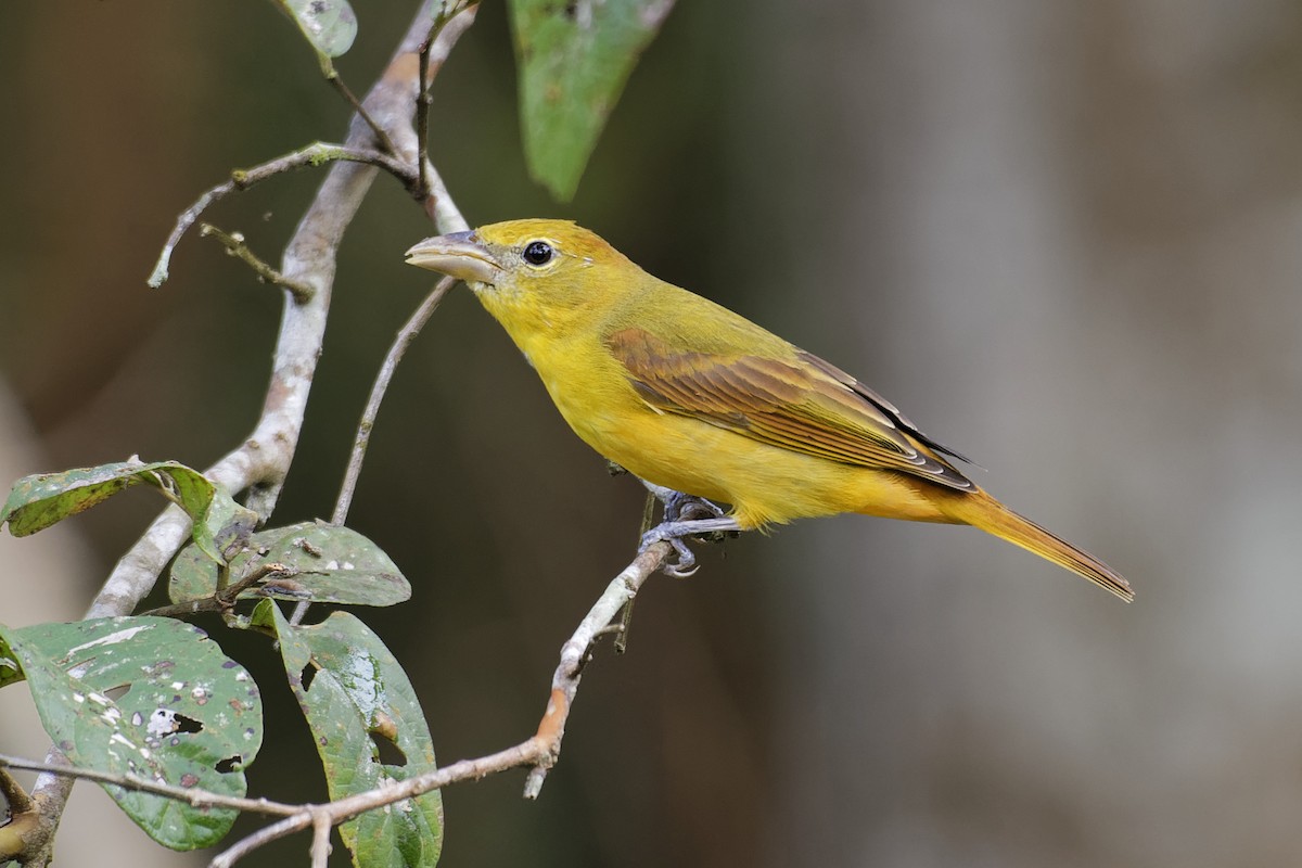 Summer Tanager - ML146655611