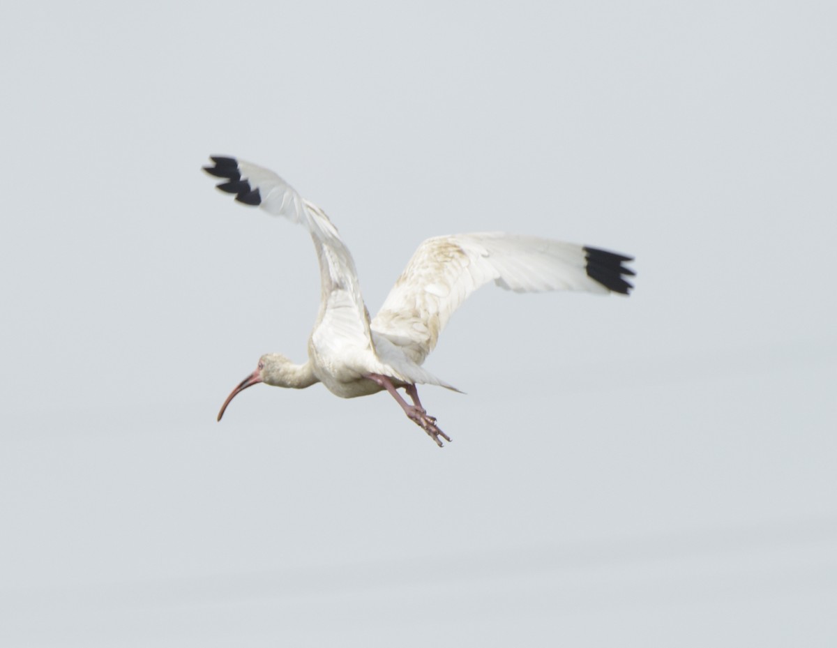 Ibis blanc - ML146656151