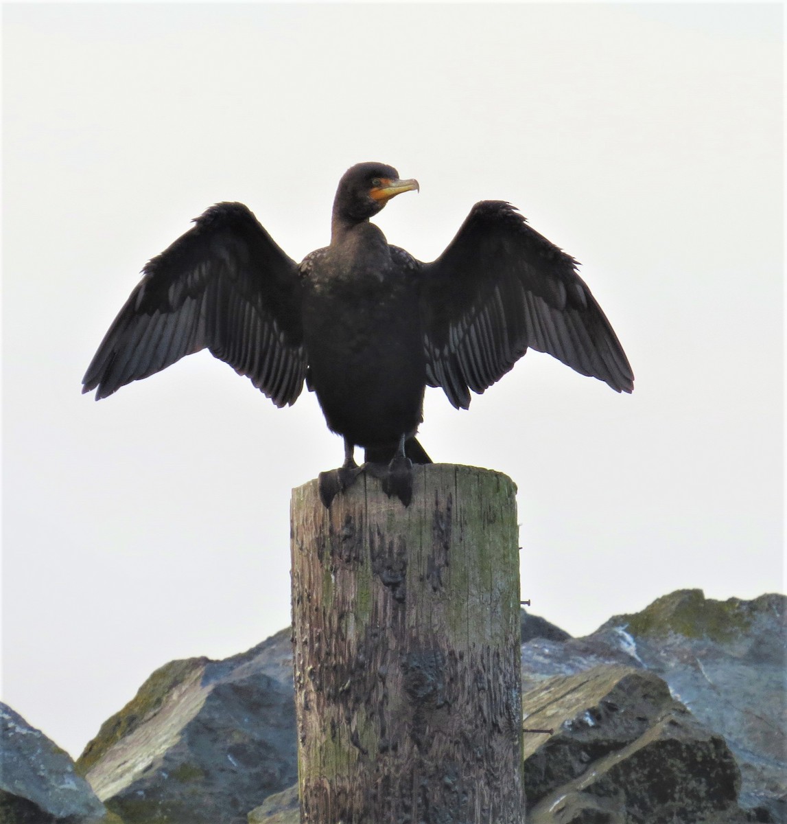 Double-crested Cormorant - ML146656321