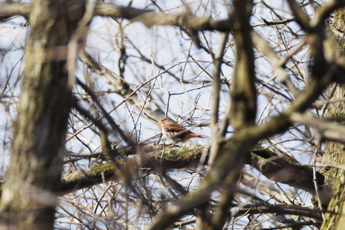 Fox Sparrow - irina shulgina