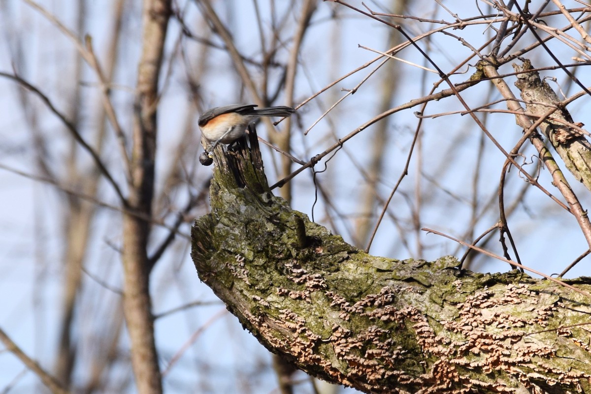 sýkora rezavoboká - ML146656381