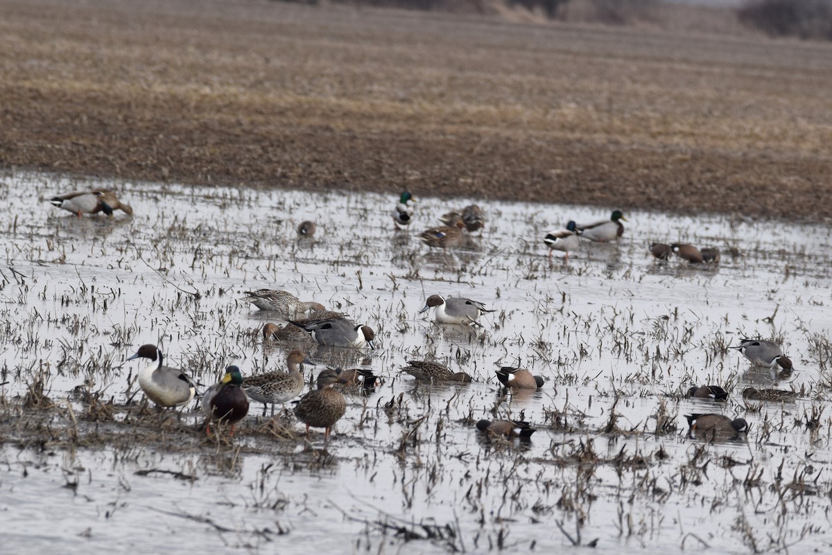 Northern Pintail - ML146656511