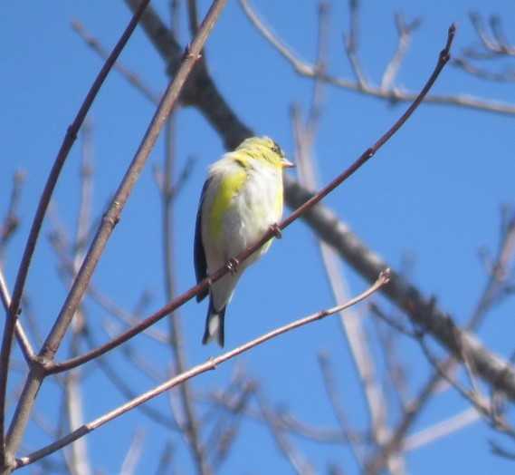 American Goldfinch - ML146658201