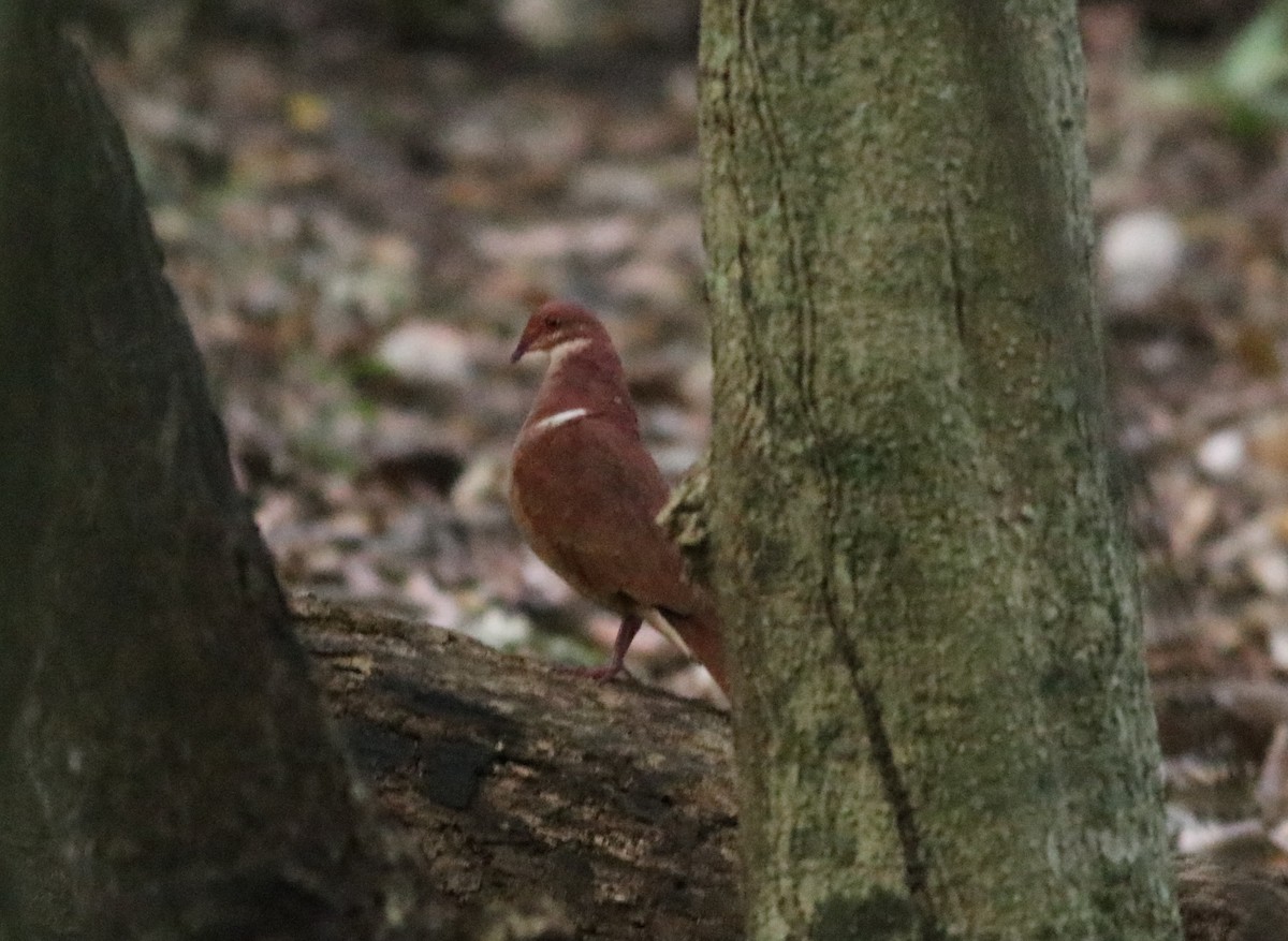 Ruddy Quail-Dove - ML146658761