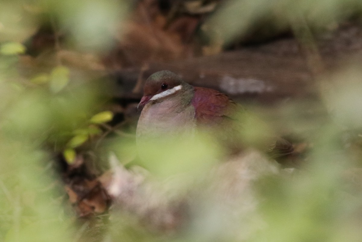 Key West Quail-Dove - ML146660211