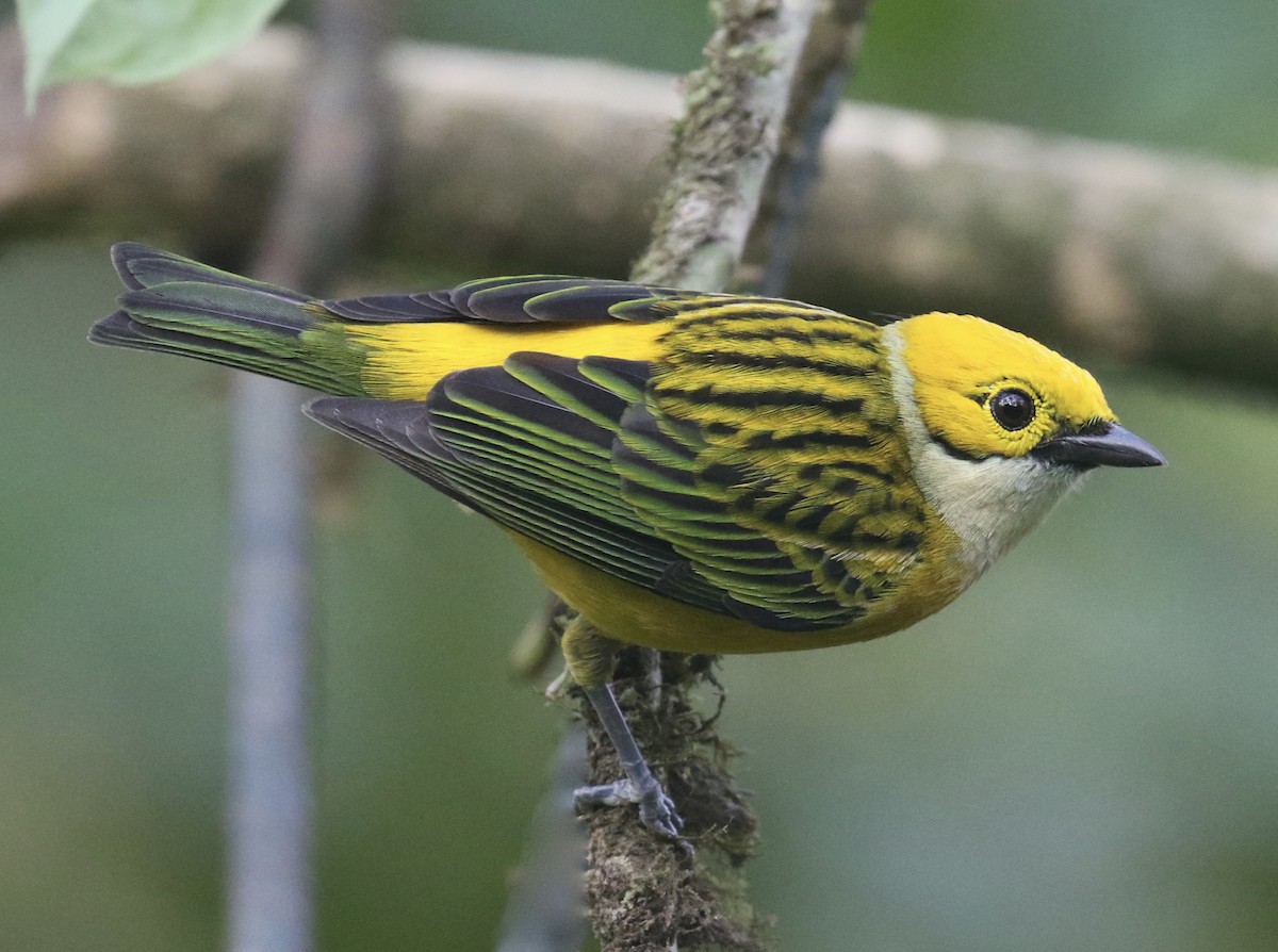 Silver-throated Tanager - Paul Koker