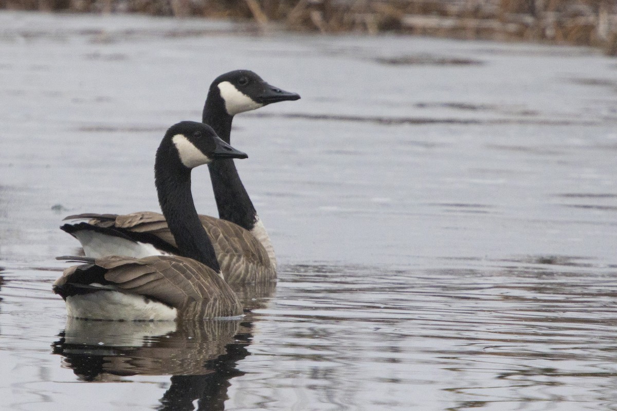 Canada Goose - Michael Bowen
