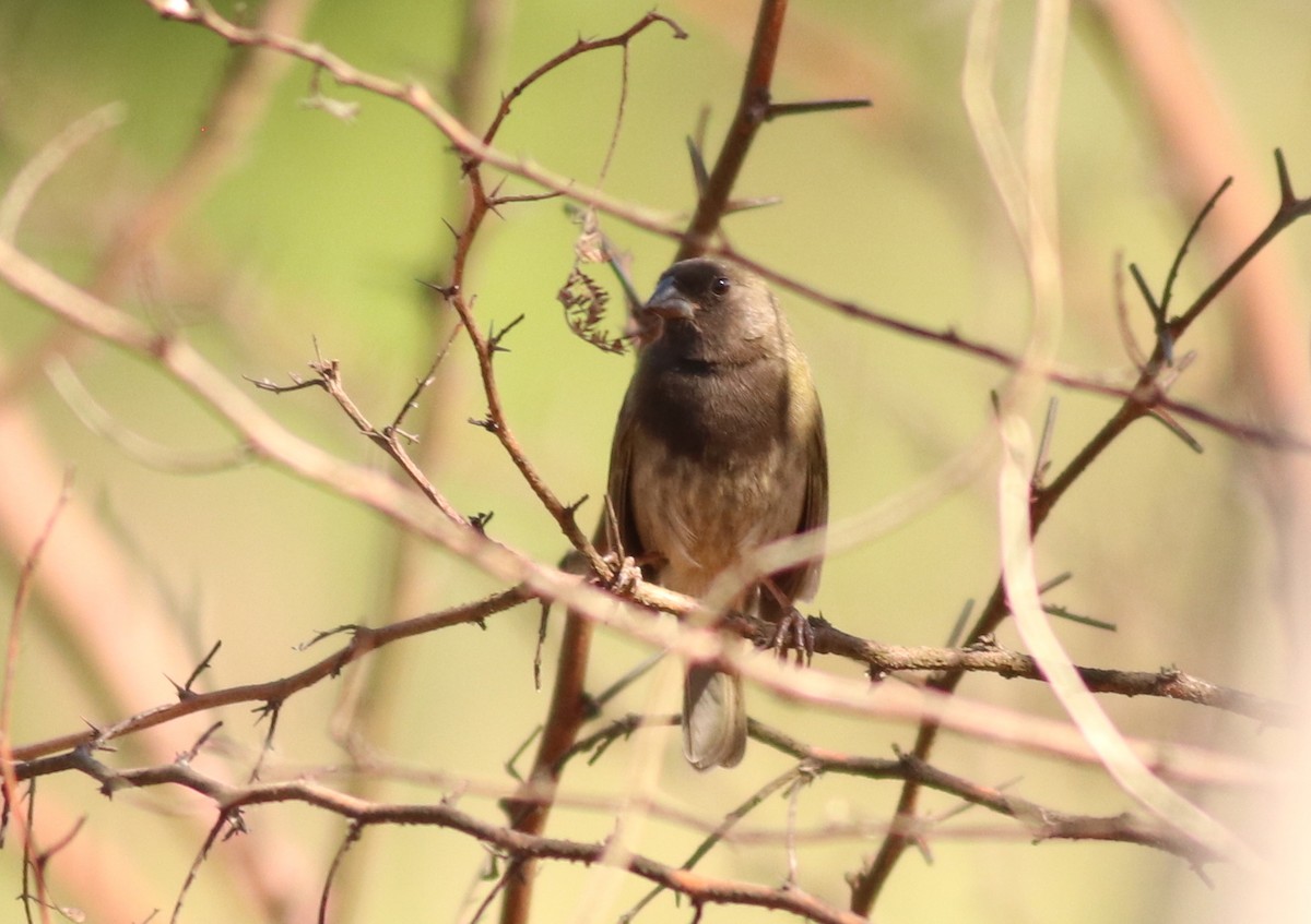 Black-faced Grassquit - ML146660921