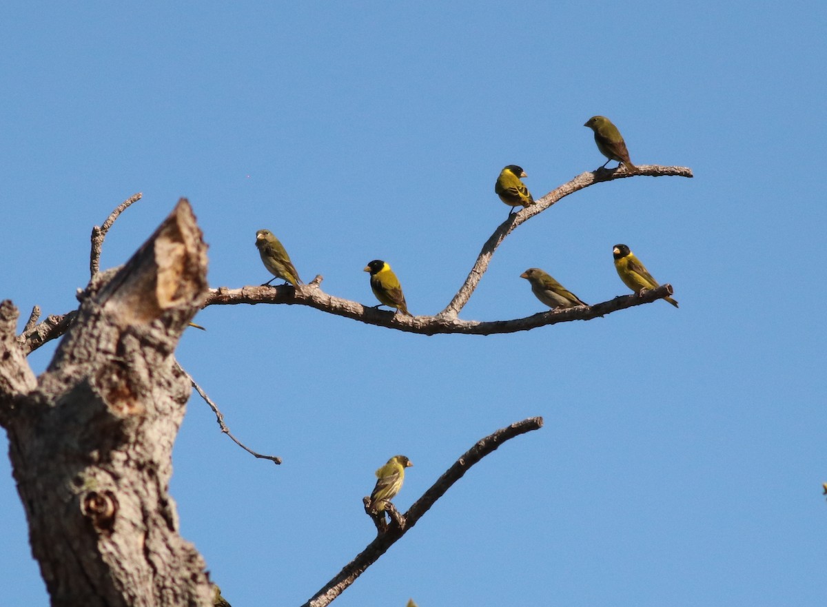 Antillean Siskin - ML146661031