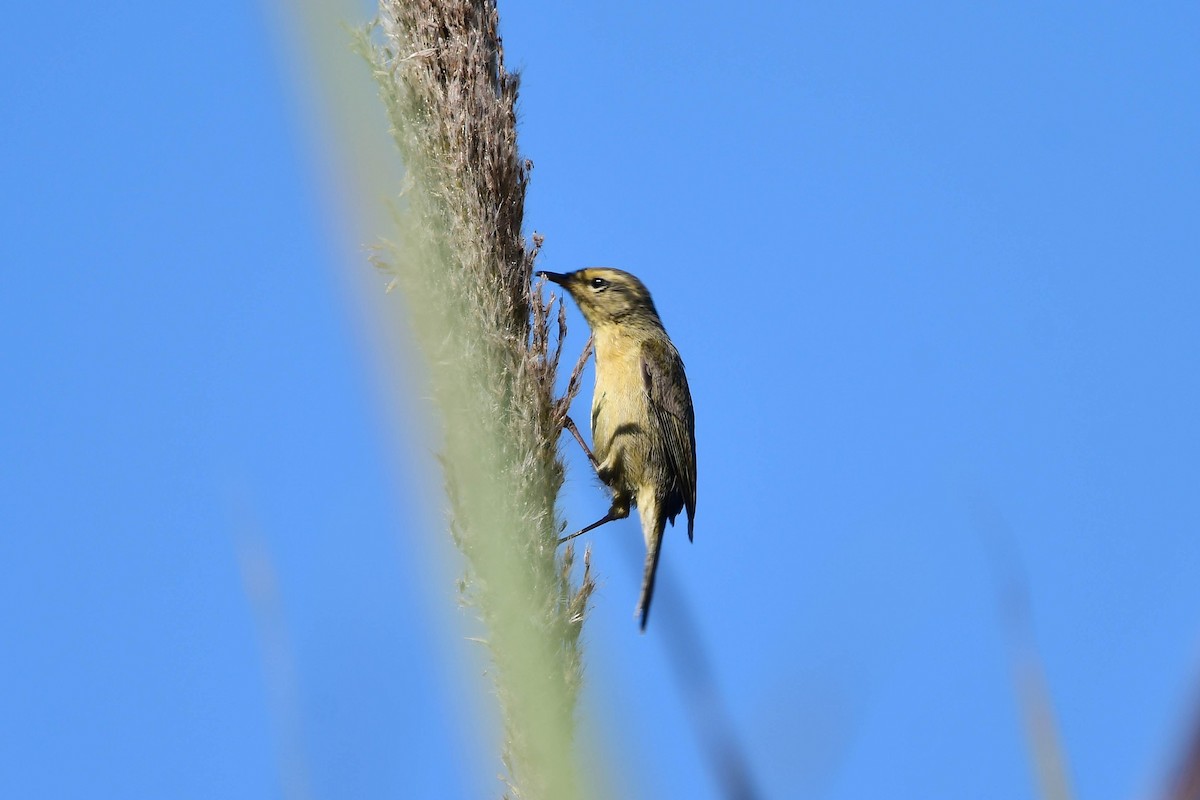 Buff-throated Warbler - ML146661721