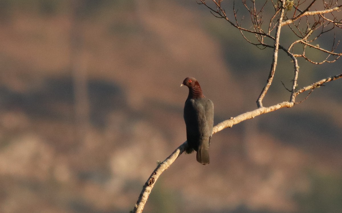 Scaly-naped Pigeon - ML146661891