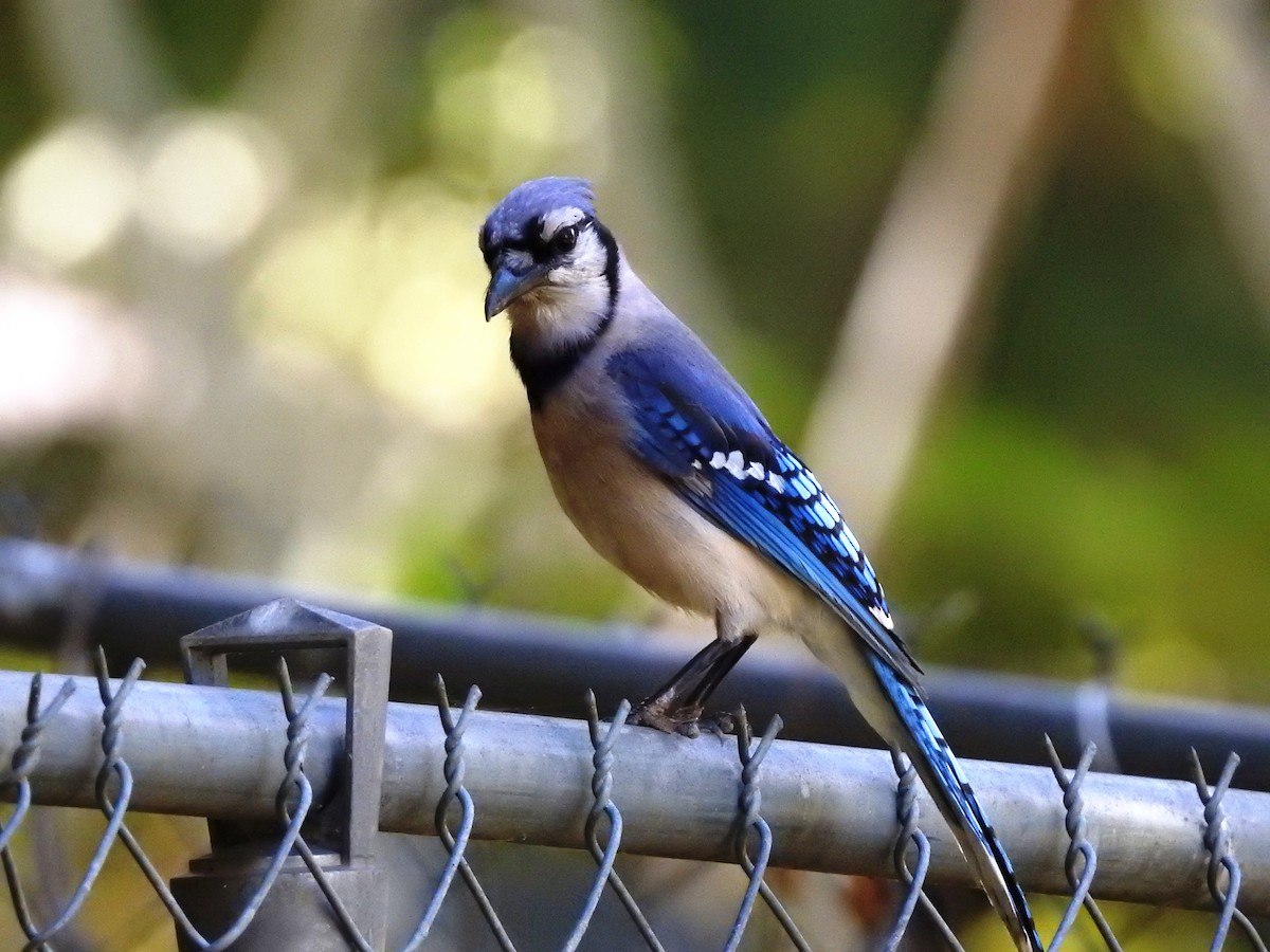 Blue Jay - ML146662821