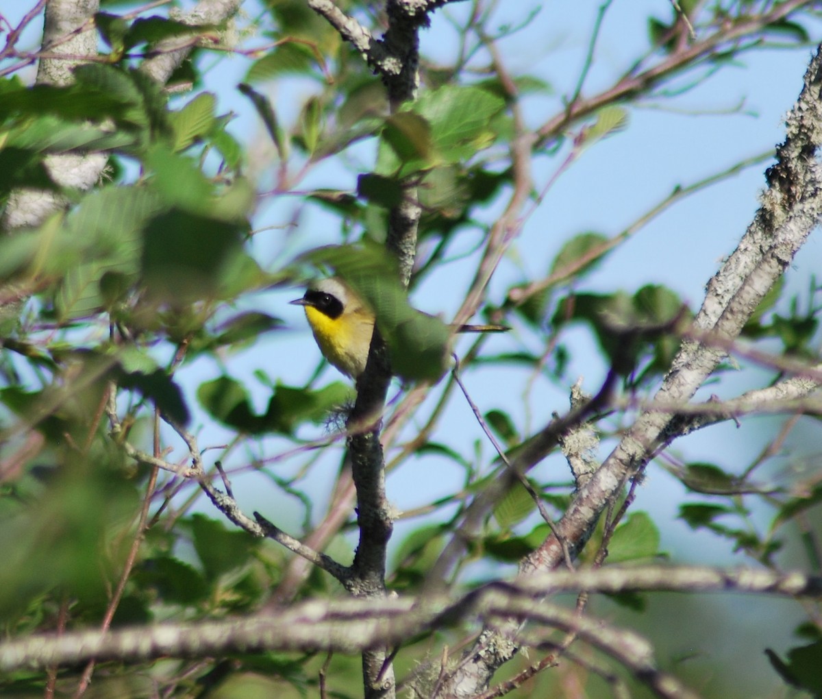 Common Yellowthroat - ML146665541