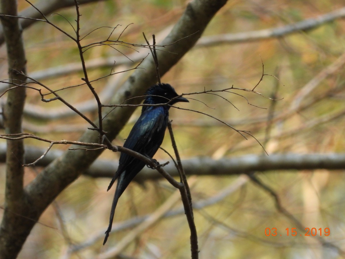 Bronzed Drongo - ML146665761