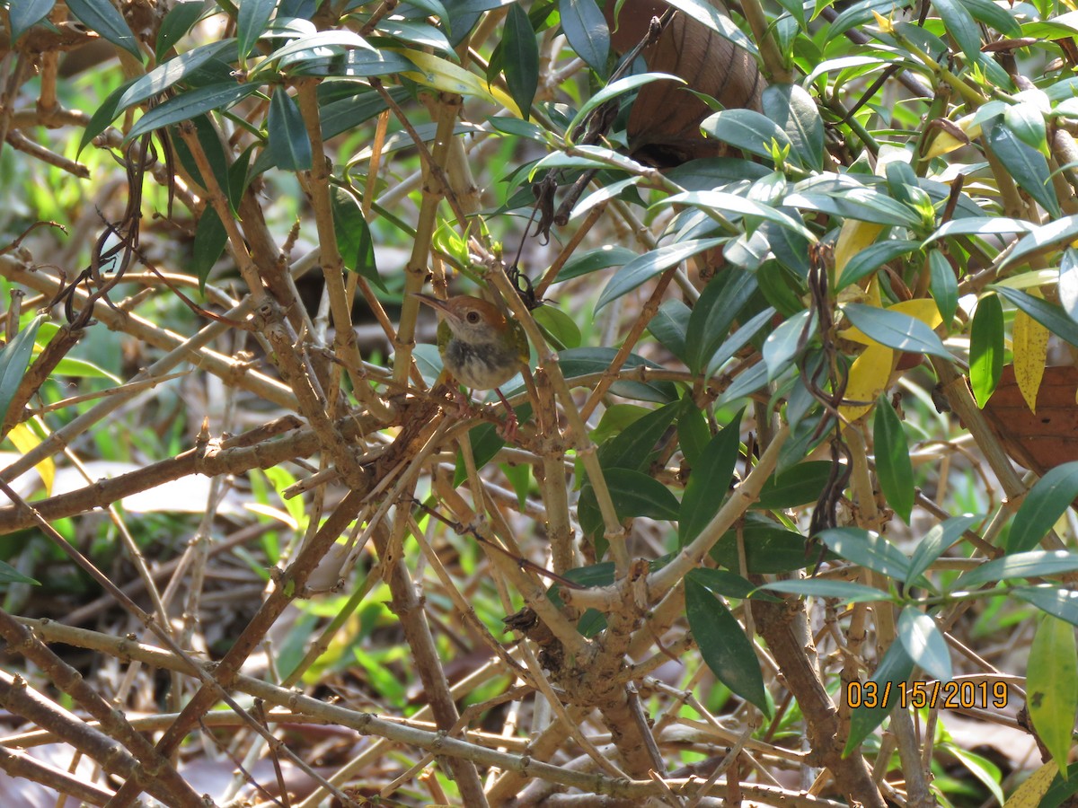 Dark-necked Tailorbird - C L  Hampton