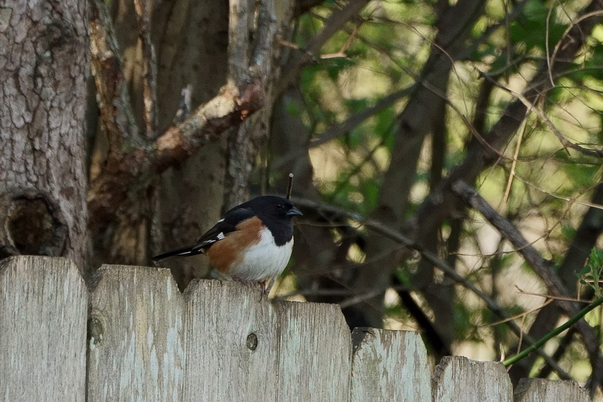 Eastern Towhee - ML146667001