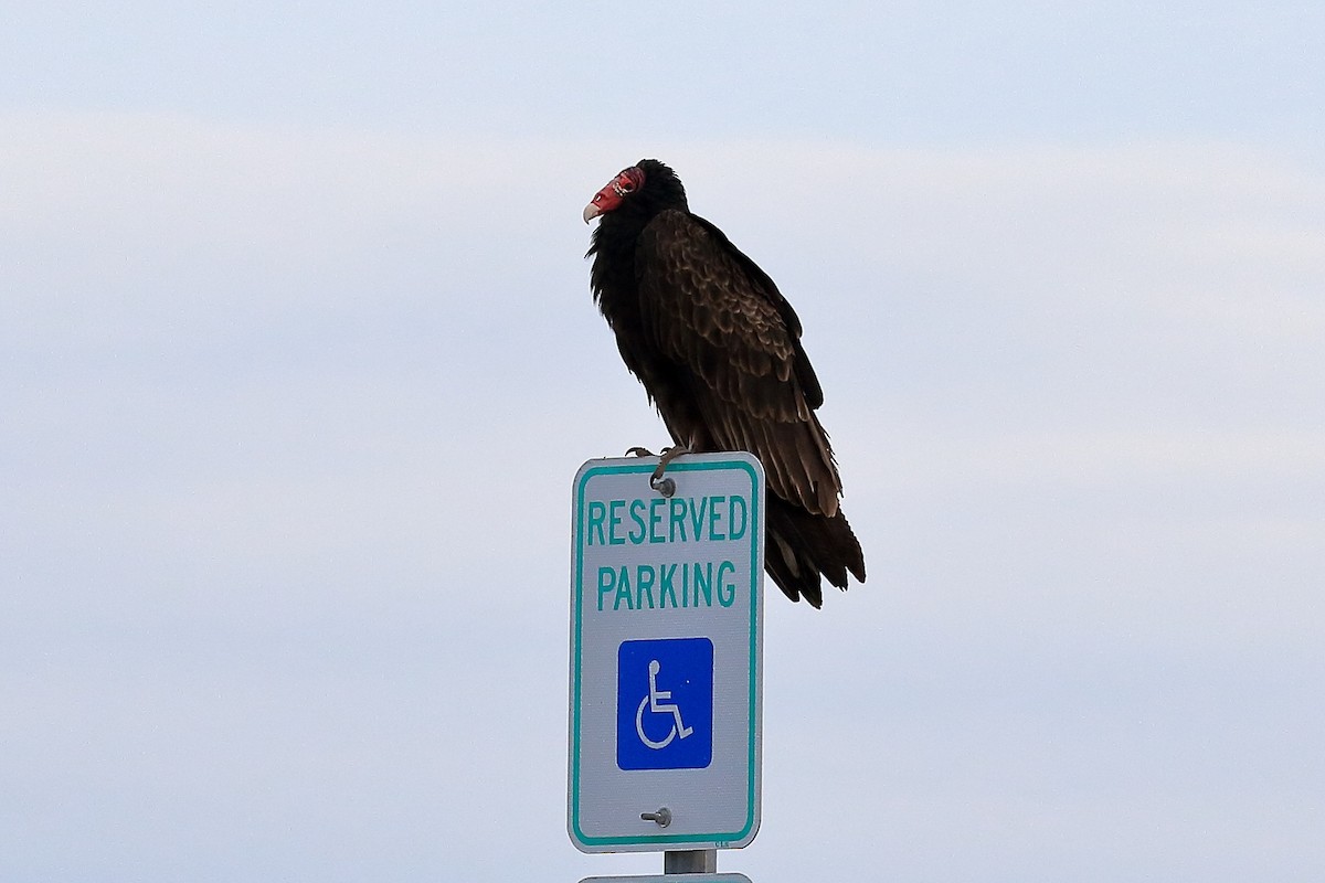 Turkey Vulture - ML146667541