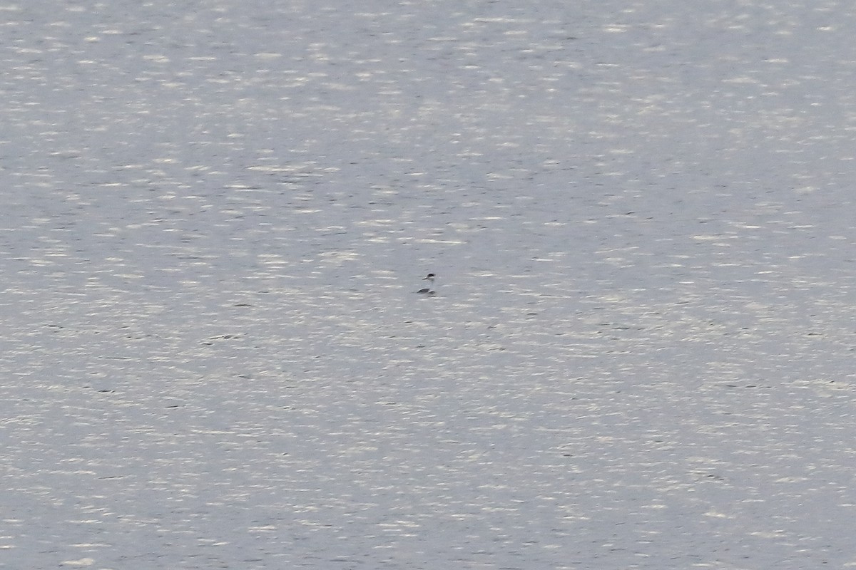 Clark's Grebe - Lawrence Haller