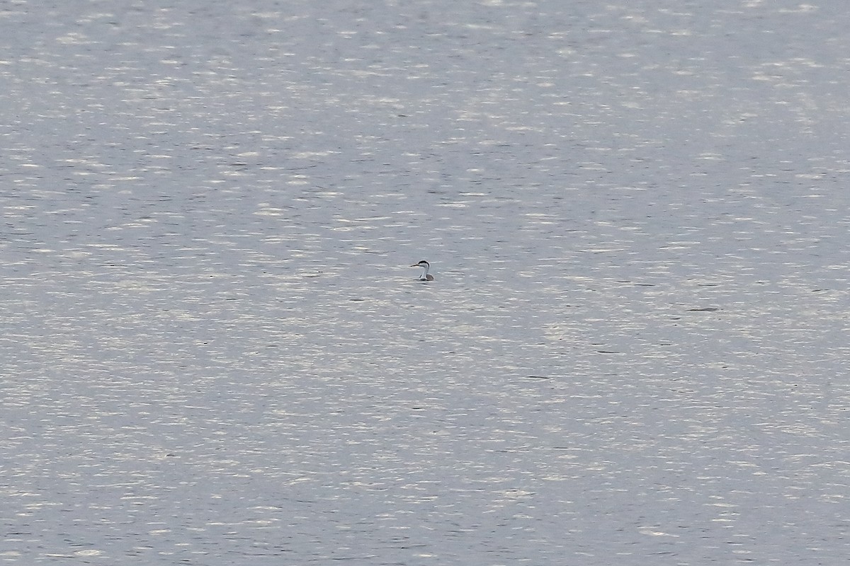 Clark's Grebe - ML146667601