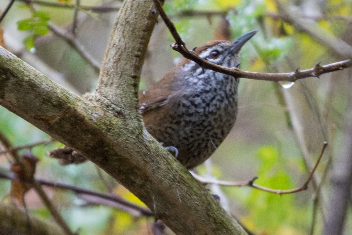 Spot-breasted Wren - ML146668581