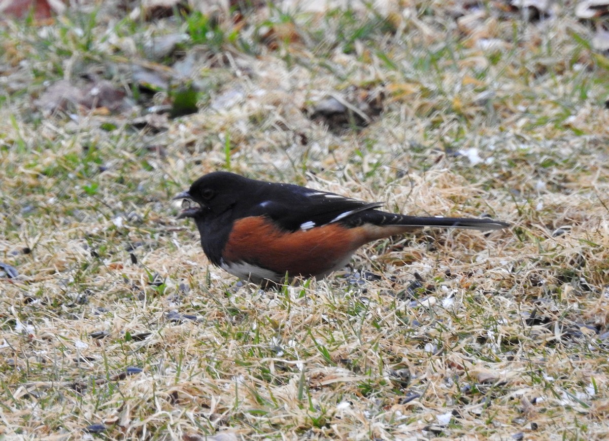 Eastern Towhee - ML146669041