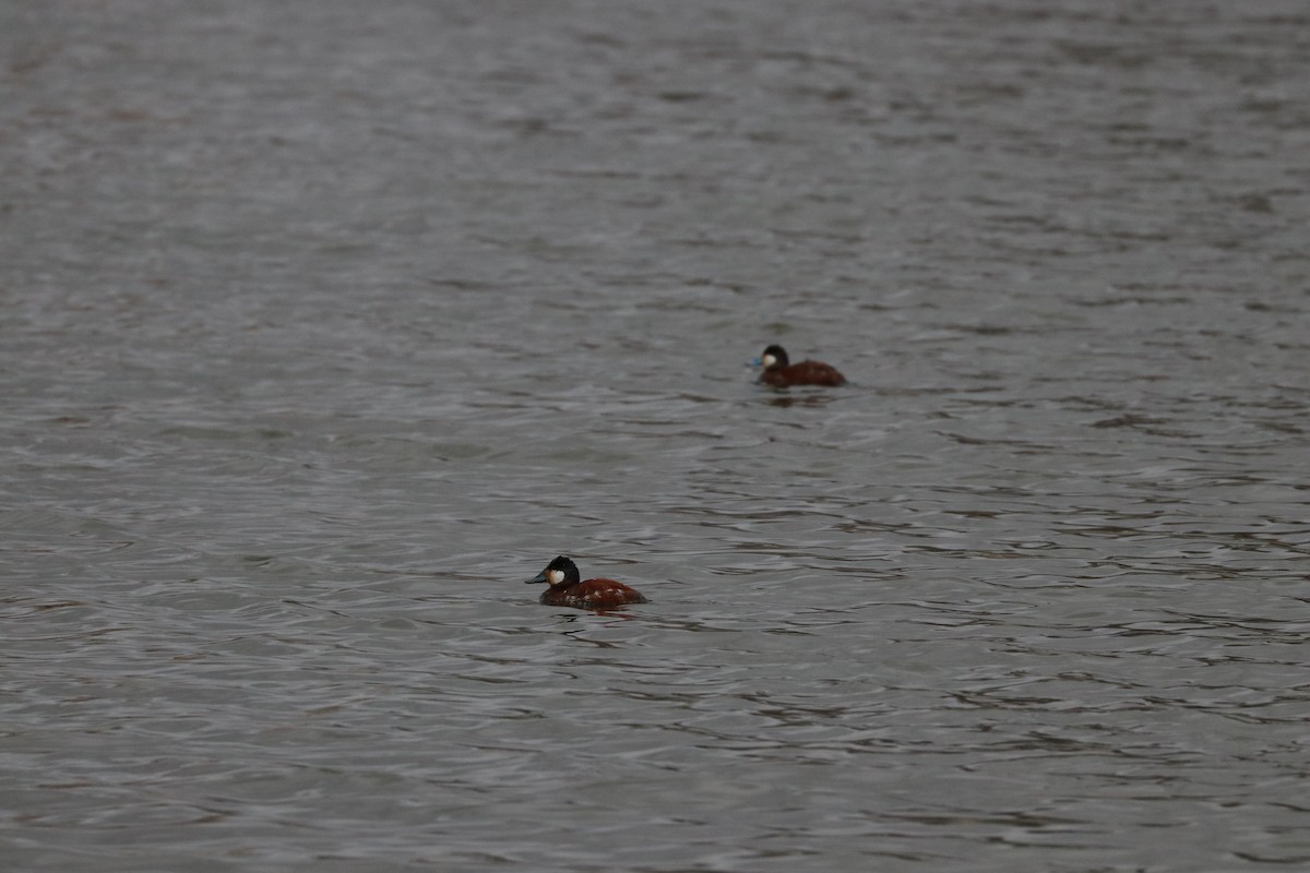 Ruddy Duck - ML146669541