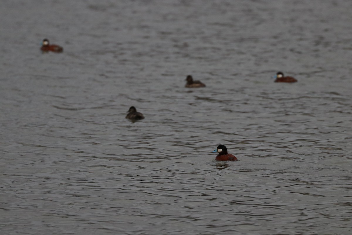 Ruddy Duck - ML146669551