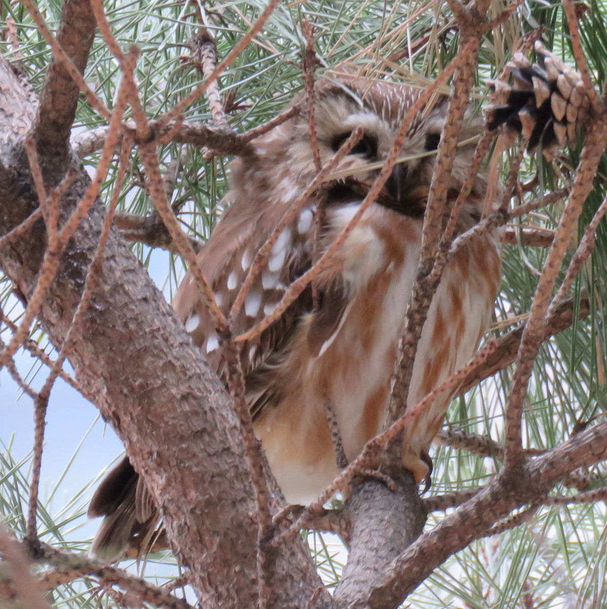 Northern Saw-whet Owl - Inverno Academy