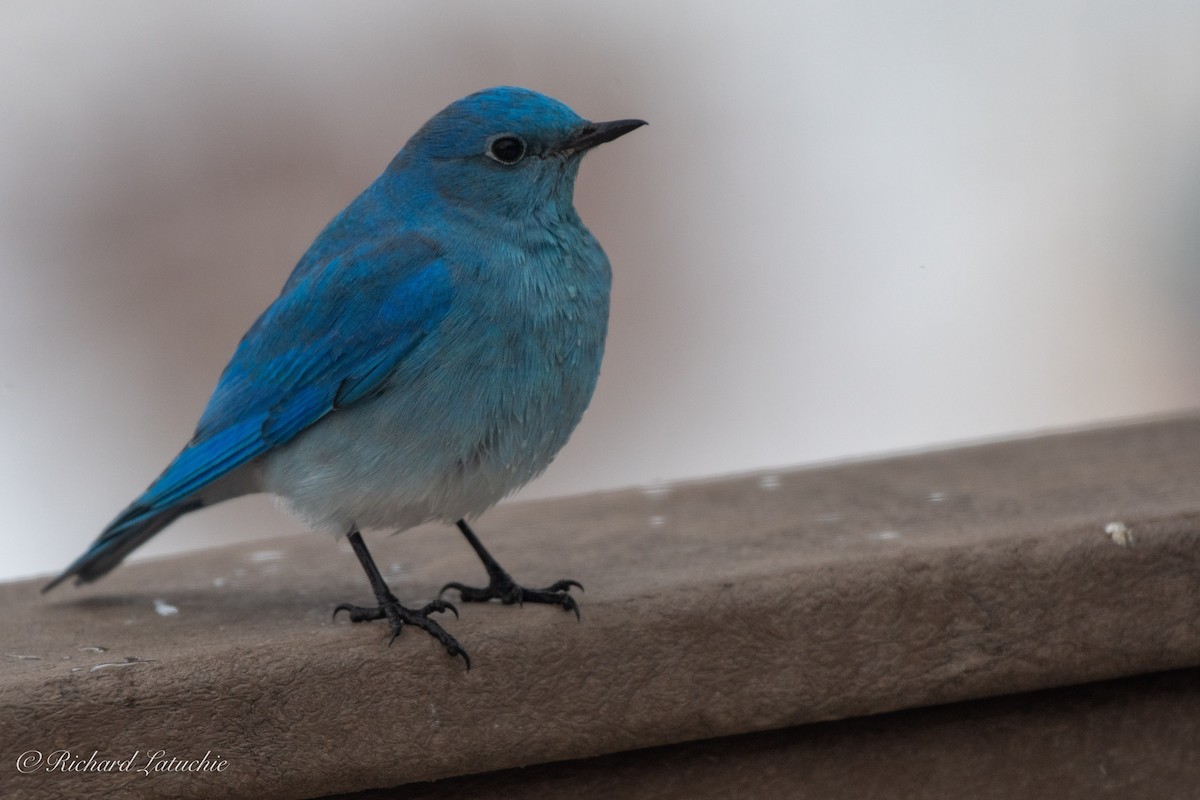 Mountain Bluebird - ML146670991