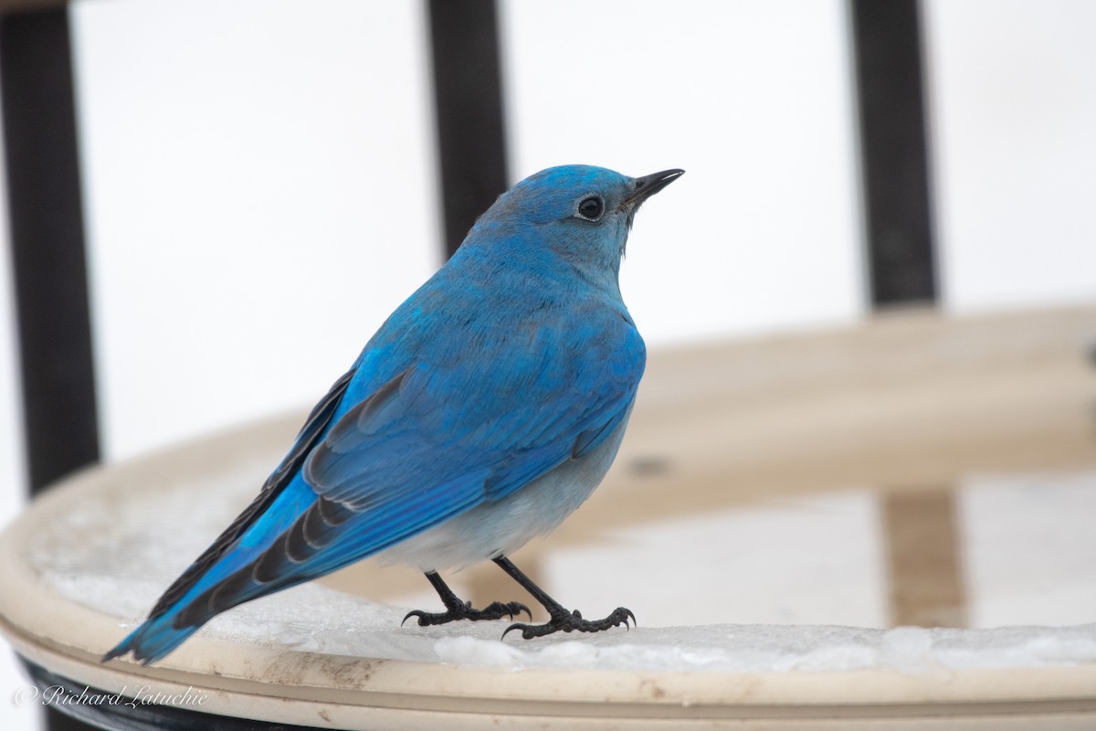 Mountain Bluebird - ML146671001