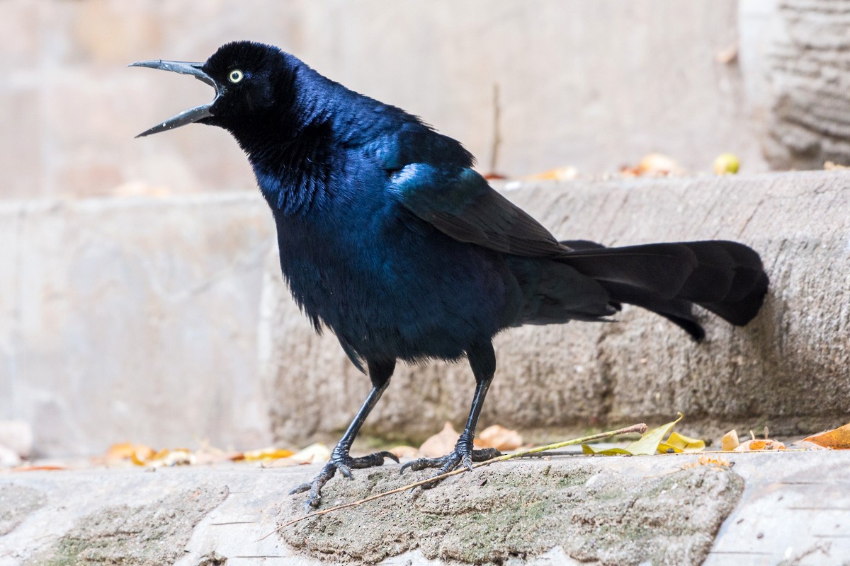 Great-tailed Grackle - ML146671671