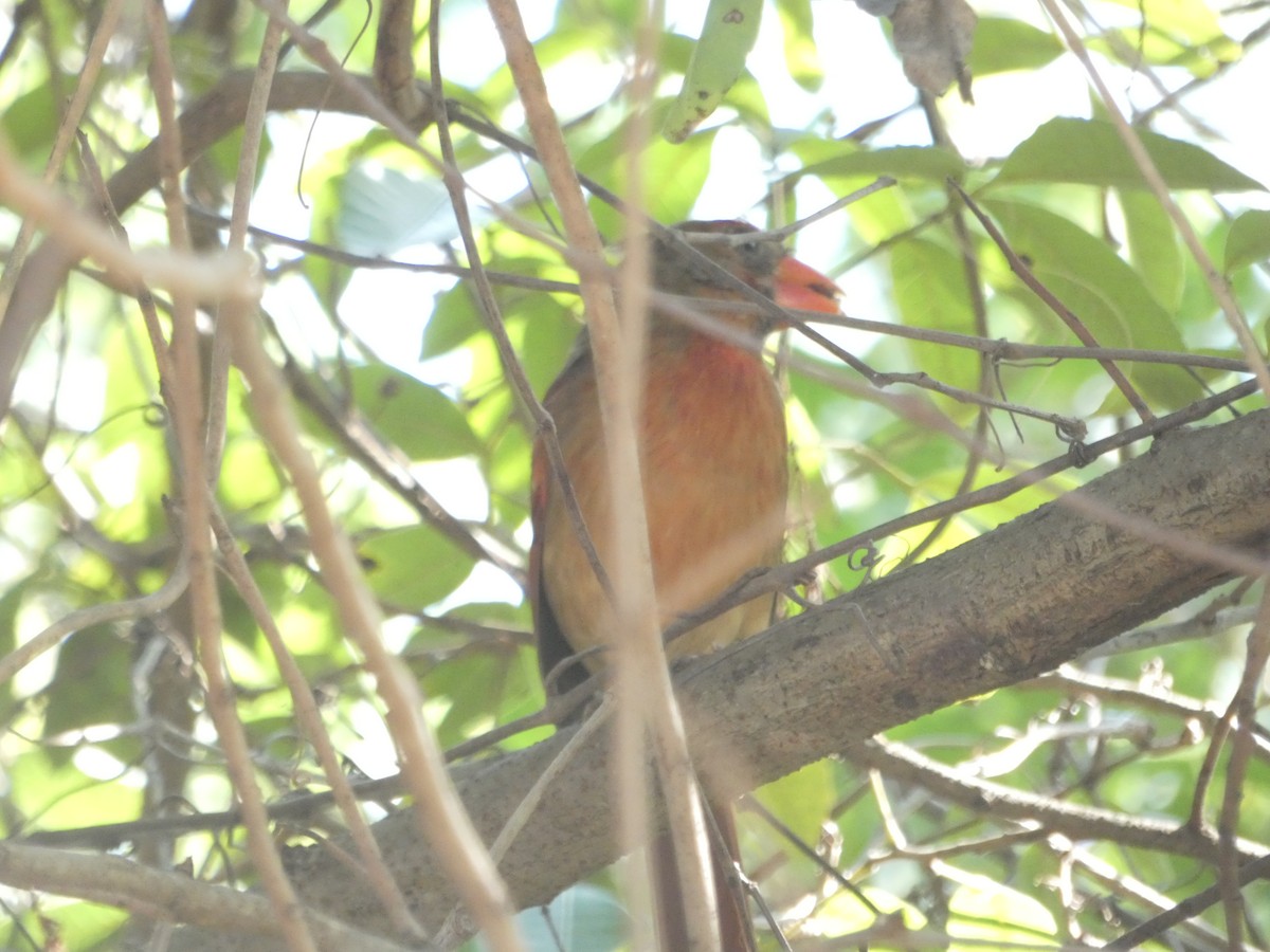 Northern Cardinal - ML146674511