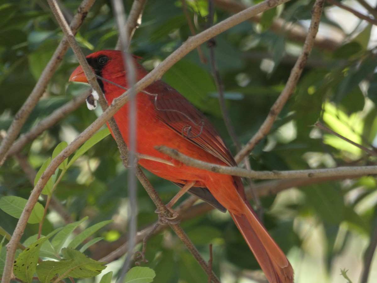 Northern Cardinal - ML146674521