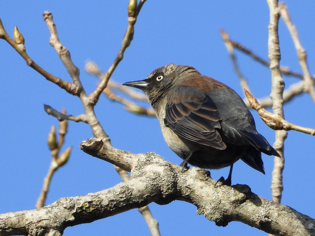 Rusty Blackbird - ML146674761