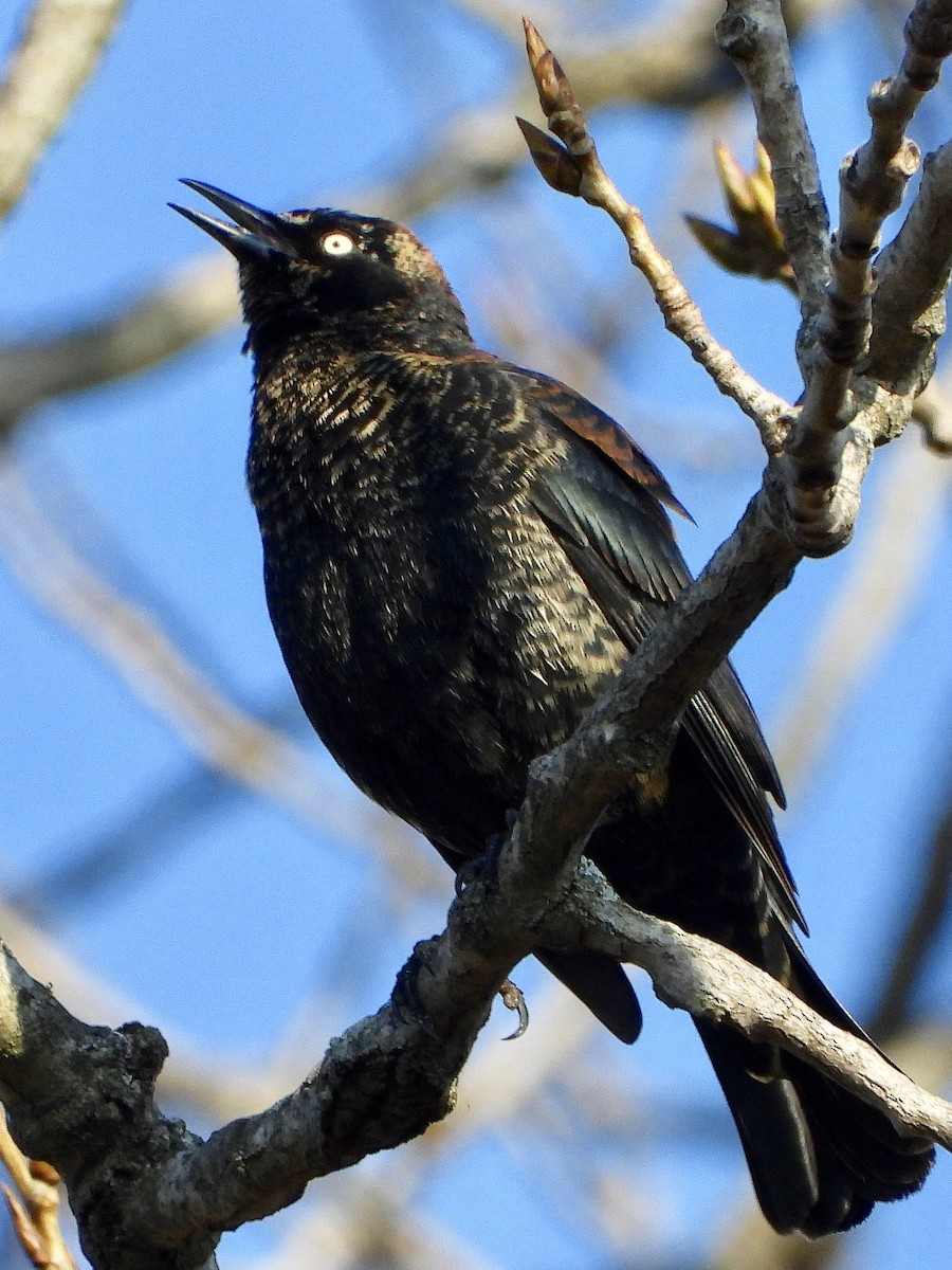 Rusty Blackbird - ML146674951