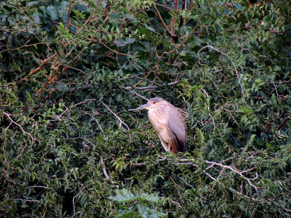 Black-crowned Night Heron - ML146675141