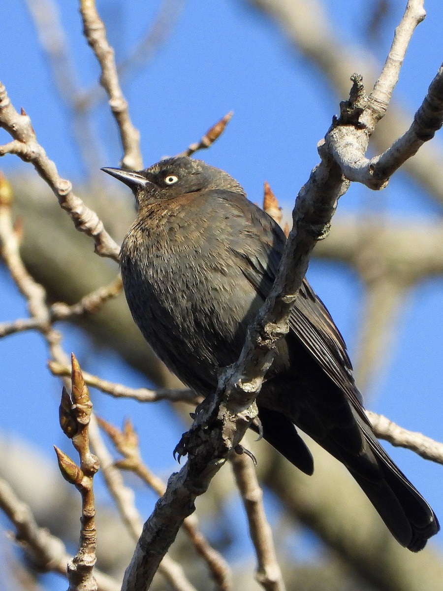 Rusty Blackbird - ML146675171