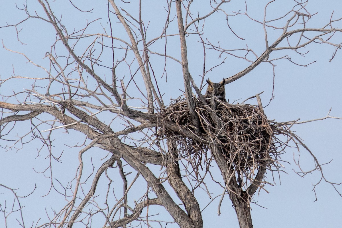 Great Horned Owl - Ken Chamberlain