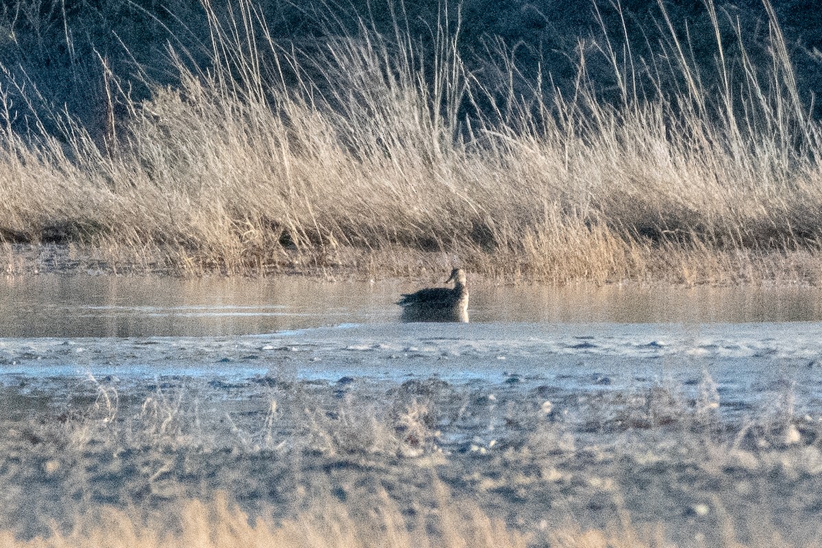 Green-winged Teal (American) - ML146678111