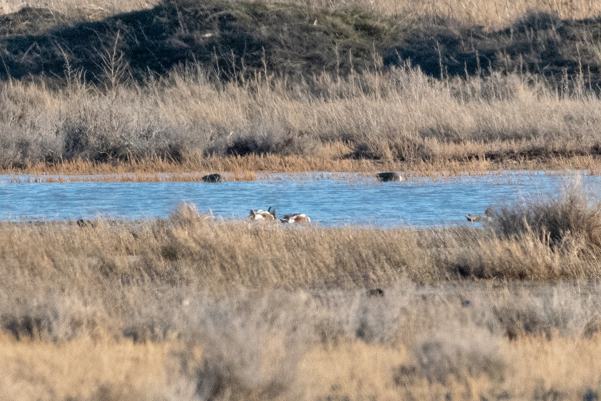 Northern Shoveler - ML146678241