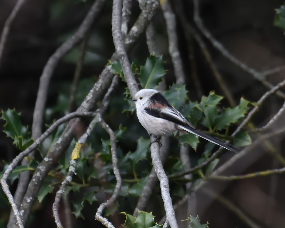 ML146678441 - Long-tailed Tit - Macaulay Library