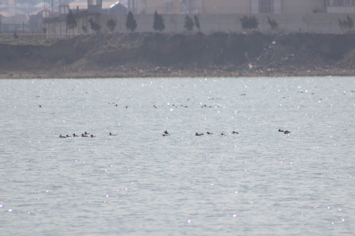 White-headed Duck - ML146678681