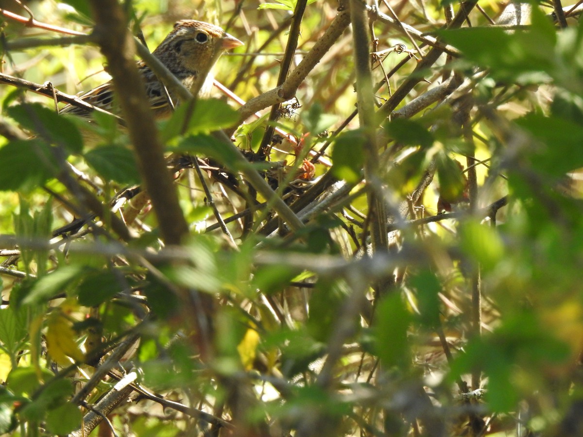 Grasshopper Sparrow - ML146678741