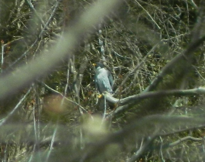 Peregrine Falcon - Lea Shortt