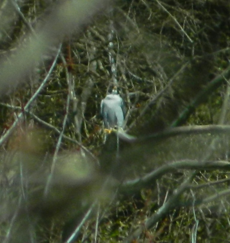 Peregrine Falcon - Lea Shortt