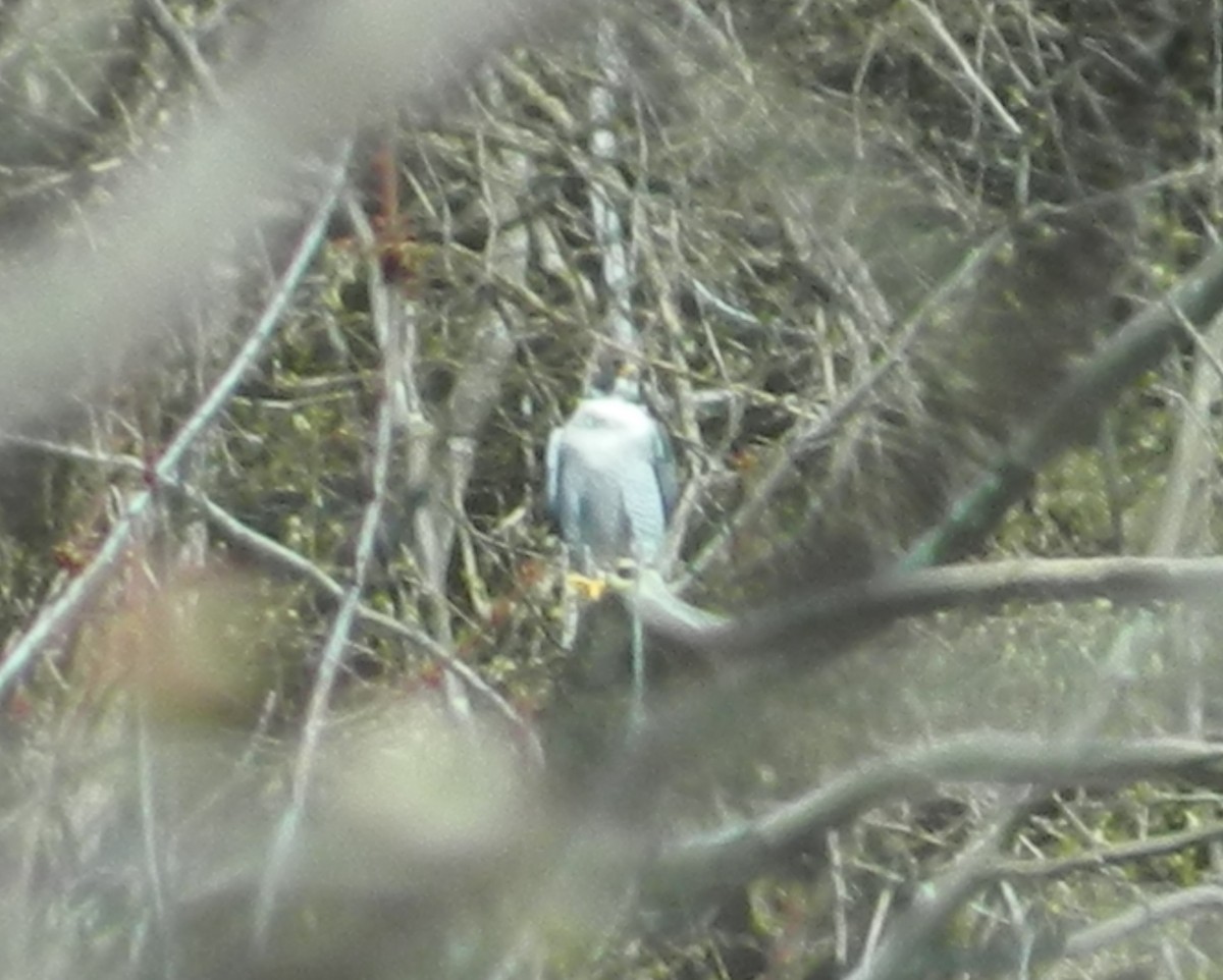 Peregrine Falcon - ML146679311