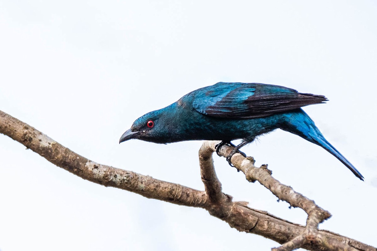 Asian Fairy-bluebird - ML146679401